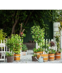 Küferei Kardos Robinienkübel, Rund -Tepro Store 1709096 1709401 1709443 1709732 1709807 1710037 WE MO 002 Robinienkuebelrund