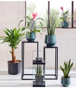 Bogenhanf - Sansevieria Cylindrica 'Mikado' -Tepro Store 20180515 PR MO 001 AechmeaSansevieriaBL15