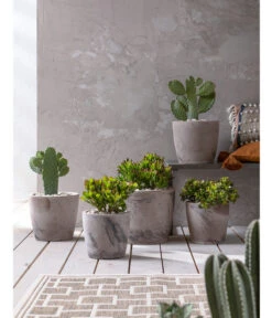 Feigenkaktus - Opuntia Consolea -Tepro Store 20190301 PR MO 001 Kakteen und Succulenten 02
