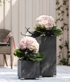 Bauern-Hortensie 'Avantgarde' -Tepro Store 20210415 WE MO 001 HortensieAvantgarde BL08 2022 01