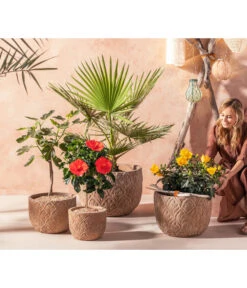 Zimmerhibiskus - Hibiscus Rosa-sinensis, Verschiedene Sorten -Tepro Store 20210520 WE MO 001 Orientalisch