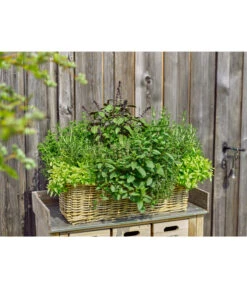 Van Der Leeden Rattan-Pflanzkasten, Graubraun 15 Van Der Leeden Rattan-Pflanzkasten, Graubraun -Tepro Store 3692761 3692548 3692506 WE MO 005 RattanPflanzkastenbraun