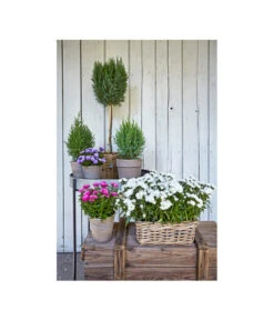 Van Der Leeden Rattan-Pflanzkasten, Graubraun 16 Van Der Leeden Rattan-Pflanzkasten, Graubraun -Tepro Store 3692761 3692548 3692506 WE MO 006 RattanPflanzkastenbraunBlumenkasten