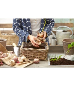 Van Der Leeden Rattan-Pflanzkasten, Graubraun 17 Van Der Leeden Rattan-Pflanzkasten, Graubraun -Tepro Store 3692761 3692548 3692506 WE MO 008 RattanPflanzkastenbraunBlumenkasten