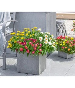 Dehner Polystone-Topf Sydney, Quadratisch, Grau -Tepro Store 3920998 3921004 4261632 WE MO 001 DehnerPolystoneTopfSydneyquadratischgrau