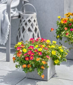 Dehner Polystone-Topf Sydney, Quadratisch, Grau -Tepro Store 3920998 3921004 4261632 WE MO 002 DehnerPolystoneTopfSydneyquadratischgrau