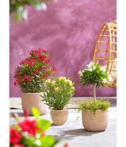 Dehner Terrakotta-Topf Neapel, Rund -Tepro Store 4057378 4057360 4057386 WE MO 001 TerrakottaTopfAntic