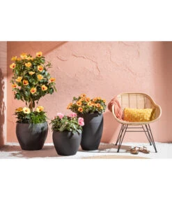 Zimmerhibiskus - Hibiscus Rosa-sinensis, Verschiedene Sorten -Tepro Store 4319398 PR MO 001 KunststoffTopfSchwarz