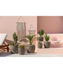 Feigenkaktus - Opuntia Consolea -Tepro Store 4432415 PR MO 001 KeramikTopfNero