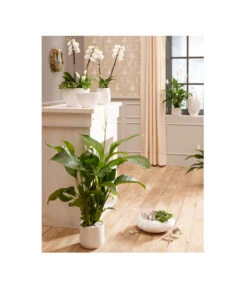 Dehner Keramik-Schale Lustrinado, Bauchig, Weiß -Tepro Store 5174586 PR MO 001 ExklusivSerieLustrinadoWeiss