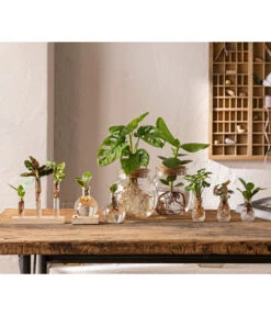 Waterplant Balsamapfel Im Kugelglas - Clusia Rosea 'Princess', Mit LED -Tepro Store 6125066 WE MO 001 WaterPlants