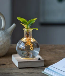 Tepro Store -Tepro Store 6125074 WE MO 001 WaterPlantClusiaLED