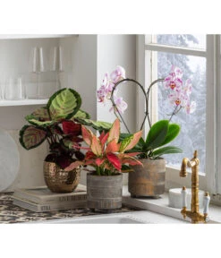 Dehner Beton-Übertopf Nola, Rund, Grau-kupfer -Tepro Store 6732499 6732929 6784912 WE MO 001 TopfNolaGold