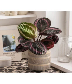 Dehner Beton-Übertopf Nola, Rund, Grau-kupfer -Tepro Store 6732499 WE MO 004 TopfNolaGold