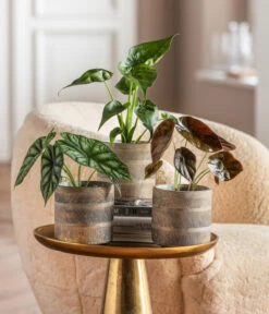 Dehner Beton-Übertopf Nola, Rund, Grau-kupfer -Tepro Store 6732515 WE MO 001 GlamourPaketNola