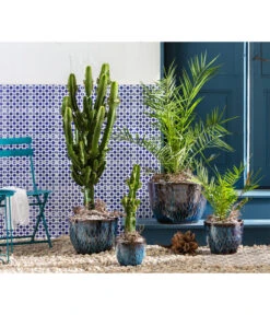 Tepro Store -Tepro Store 6762538 8649625 8608705 WE MO 001 KeramikTopfRawa Wolfsmilch Dattelpalme