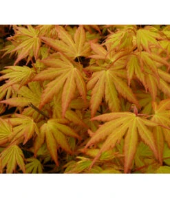 Fächerahorn 'Orange Dream' -Tepro Store 7007016 WE DE 002 AcerAhornOrangeDreamAllgreen