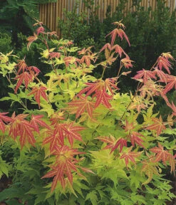 Fächerahorn 'Orange Dream' -Tepro Store 7007016 WE MO 001 AcerPalmatumOrangeDream