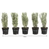 1 Meter Spindelstrauch 'White Spire', 5 X Ca. 40-45 Cm -Tepro Store 7176696 WE FS 001 EuonymusWhiteSpireHeckenpaket