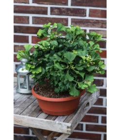 Ginkgobaum - Fächerblattbaum 'Marijke' 7 Ginkgobaum - Fächerblattbaum 'Marijke' -Tepro Store 7196082 PR MO 001 GinkgoBilobaMarijke