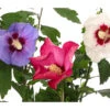 Hibiskus-Trio - Garten-Eibisch -Tepro Store 7213630 WE DE 001 HibiscusTrioGartenhibiskusDreifarbig