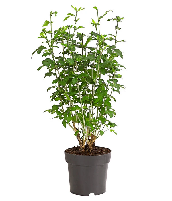 Hibiskus-Trio - Garten-Eibisch 4 Hibiskus-Trio - Garten-Eibisch – Bild 2