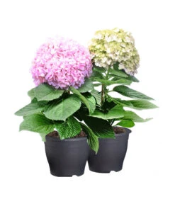Bauern-Hortensie 'Avantgarde' -Tepro Store 7220148 PR FS 001 BauernhortensieAvantGardenRet