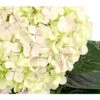 Bauern-Hortensie 'Avantgarde' -Tepro Store 7220148 WE DE 002 HydrangeaMacrophyllaAvantgardeHortensie5LDehnerExpressHerzig