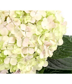 Bauern-Hortensie 'Avantgarde'