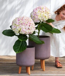 Bauern-Hortensie 'Avantgarde' -Tepro Store 7220148 WE MO 001 HortensieAvantgard5L