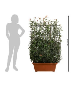 Purpur-Glanzmispel 'Glanzkopf', Ca. 170 Cm 8 Purpur-Glanzmispel 'Glanzkopf', Ca. 170 Cm -Tepro Store 7305329 WE BG 002 PurpurGlanzmispelGlanzkopf170