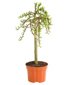 Kätzchen-Weide - Nordische Bäumchen-Weide