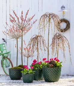 Dehner Keramik-Topf Elite 13 Dehner Keramik-Topf Elite -Tepro Store 7464738 8816498 6705461 WE MO 001 KaetzchenweideStaengelprimelTopfElite