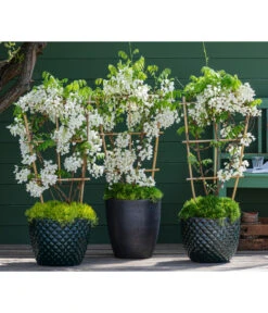 Dehner Keramik-Topf Elite 12 Dehner Keramik-Topf Elite -Tepro Store 7542905 8007429 6705461 WE MO 001 WisteriaWeiss