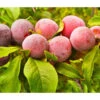 Aprikosen-Pflaume 'Aprisali®' -Tepro Store 7600919 PR FS 001 PrunusAprisaliPixabay