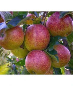 Herbstapfel 'Braeburn'