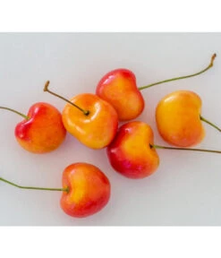 Kirschen-Duo 'Regina/Napoleon' 11 Kirschen-Duo 'Regina/Napoleon' -Tepro Store 7657570 WE MO 001 SuesskirscheGrossePrinzessinPixabay