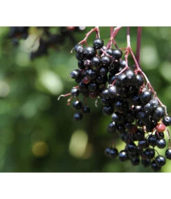 Holunder 'Black Tower' -Tepro Store 7662810 PR MO 002 HolunderBlackTower