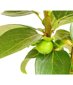 Dehner Kaki 'Rojo Brillante' - Kaki-Pflaume 'Rojo Brillante' 12 Dehner Kaki 'Rojo Brillante' - Kaki-Pflaume 'Rojo Brillante' -Tepro Store 7693377 PR DE 001 KakiRojoBrillanteBUDehnerExpressHerzig