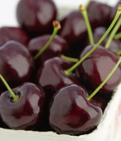 Süßkirschen-Duo 'Kordia/Burlat' -Tepro Store 7703143 PR DE 001 KirscheKordiaDehnerExpressZS