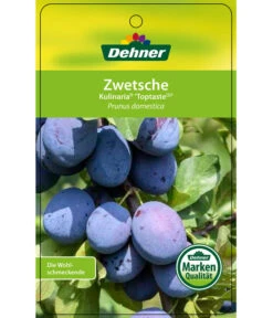 Zwetschge 'Kulinaria-Toptaste' -Tepro Store 7763881 ZwetscheKulinariaToptaste Etikett 1