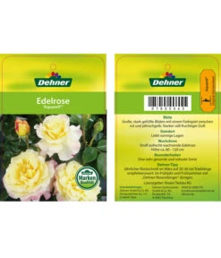 Edelrosen-Mix 'Nostalgie®' -Tepro Store 7800063 AquarellEdelrose Etikett1