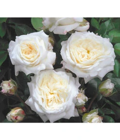 Edelrosen-Mix 'Nostalgie®' -Tepro Store 7800063 BildD 001 EdelrosenNostalgieMixNostalgieRosenTantauRet