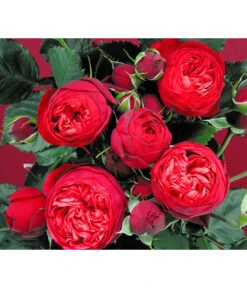 Edelrosen-Mix 'Nostalgie®' -Tepro Store 7800063 BildD 007 EdelrosenNostalgieMixNostalgieRosenTantauRet