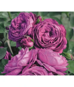 Edelrosen-Mix 'Nostalgie®' -Tepro Store 7800063 PR MO 001 RoseHeidiKlumRosenTantauRet