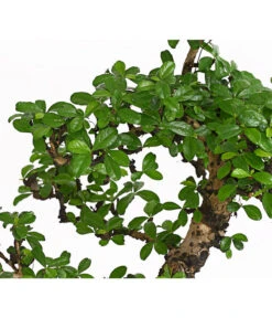 Bonsai Fukientee - Carmona Microphylla, 12-15 Jahre -Tepro Store 7976996 WE DE 001 BonsaiFukienteeCarmonaMicrophyllaBis15JahreDehnerExpressHerzig2