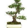Bonsai Fukientee - Carmona Microphylla, 12-15 Jahre -Tepro Store 7976996 WE FS 001 BonsaiFukienteeCarmonaMicrophyllaBis15JahreDehnerExpressHerzig3