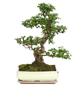Bonsai Fukientee - Carmona Microphylla, 12-15 Jahre