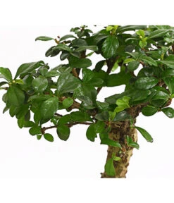 Bonsai Fukientee - Carmona Microphylla, Kugelförmig, 6 Jahre -Tepro Store 7977036 WE DE 001 BonsaiFukienteeCarmonaMicrophylla6JahreKugelformDehnerExpressHerzig