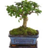 Bonsai Fukientee - Carmona Microphylla, Kugelförmig, 6 Jahre -Tepro Store 7977036 WE FS 001 BonsaiFukienteeCarmonaMicrophylla6JahreKugelformDehnerExpressHerzig